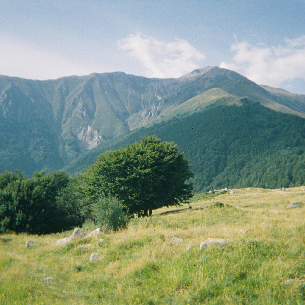 monte_livata