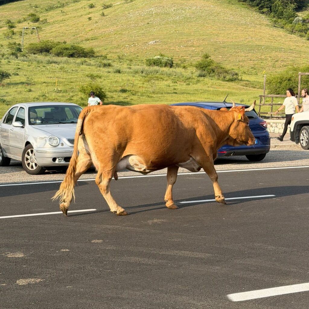 una mucca passa sulla strada durante una passeggiata di trekking a monte livata