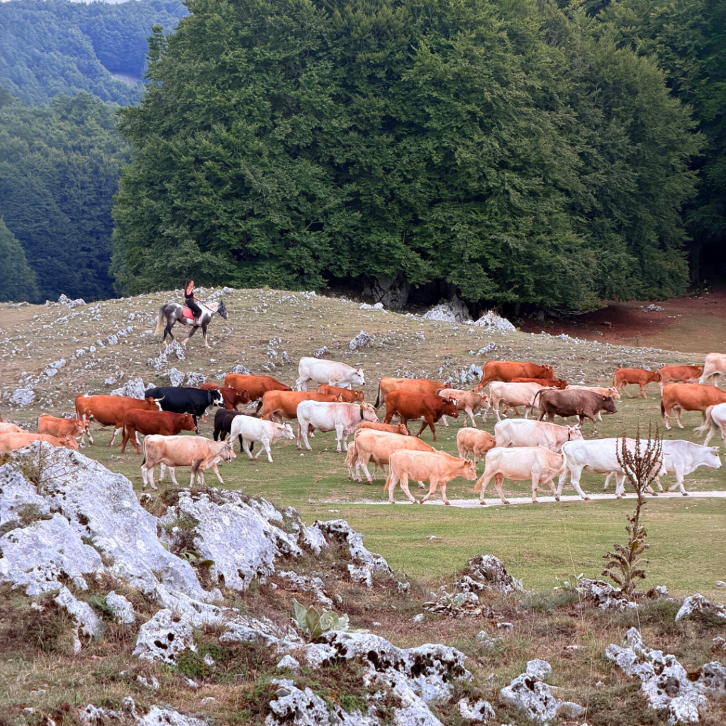 Campaegli_Passeggiate a cavallo