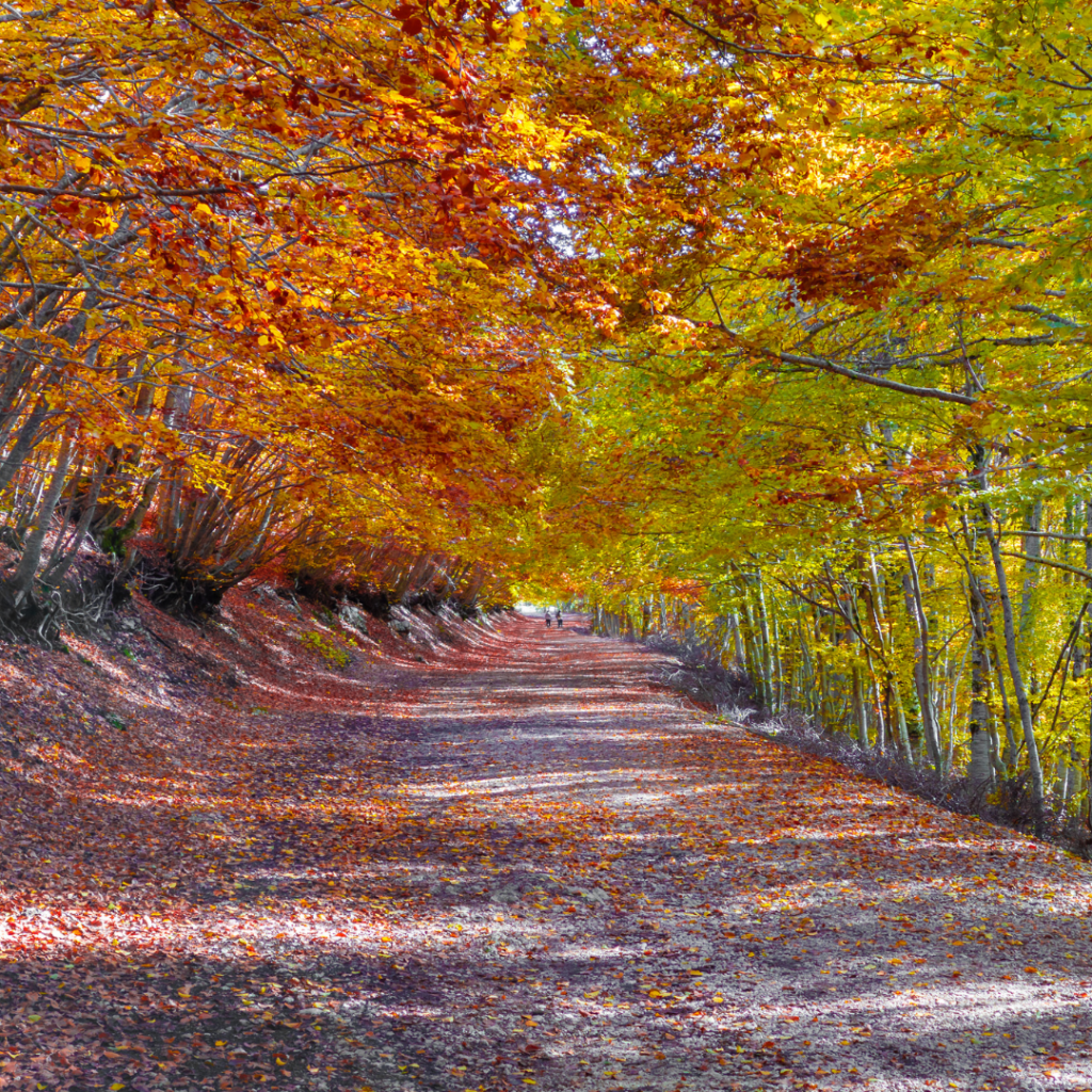 Trekking_Campaegli_Monte_Livata