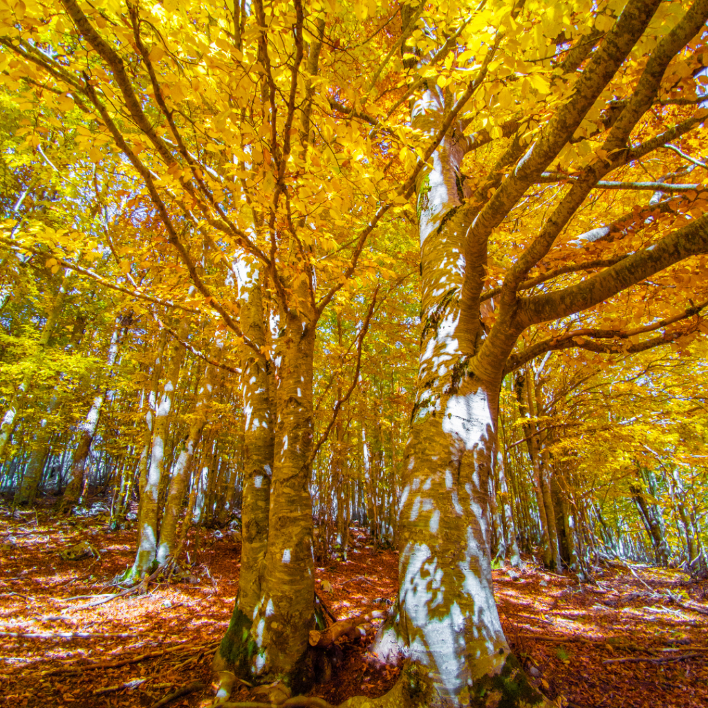 Foto del foliage di Campaegli e Monte Livata