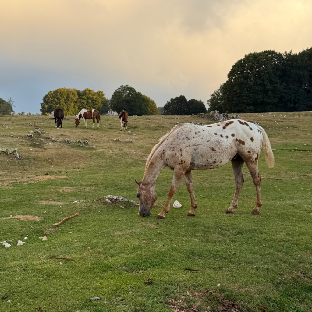 Campaegli_Passeggiate a cavallo